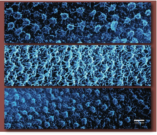 Attacking Cancer Cells with Hydrogel Nanoparticles